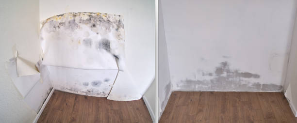 Best Mold removal after water damage  in USA